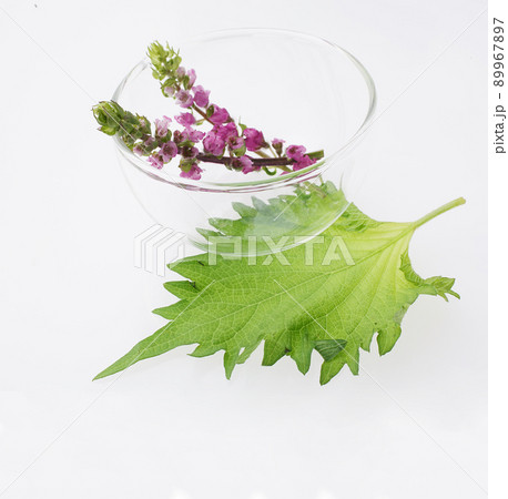 穂紫蘇　　花穂紫蘇 89967897