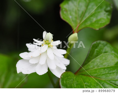 八重咲きドクダミの花 八重咲きドクダミの花 89968079