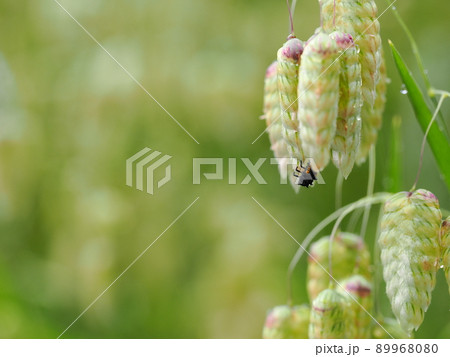 虫のように見えるコバンソウの小穂とナミテンの幼虫 89968080