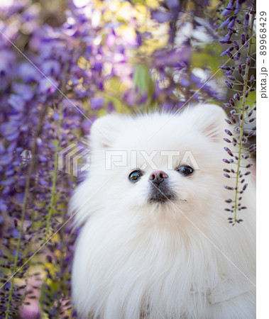紫の藤とホワイトポメラニアン 89968429