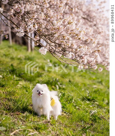 桜の木の下で笑顔のホワイトポメラニアン 89968431