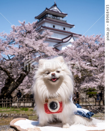 桜とお城(会津若松城)の前で笑顔でお座りするホワイトポメラニアン 桜とお城(会津若松城)の前で笑顔でお座りするホワイトポメラニアン 89968435