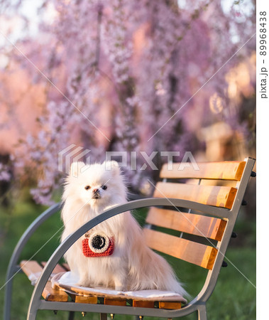 しだれ桜の下でお座りするホワイトポメラニアン 89968438