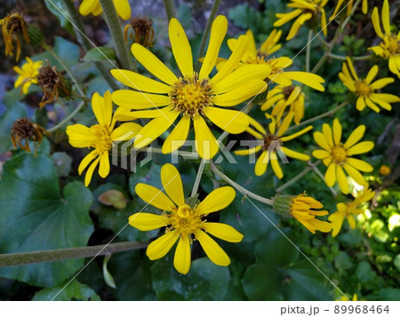 ツワブキの花 89968464