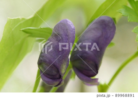 トリカブトの蕾　山野草　濃い紫色の花　クローズアップ 89968891