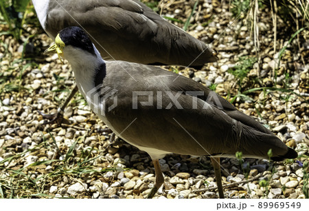 Vanellus miles known as masked lapwing 89969549