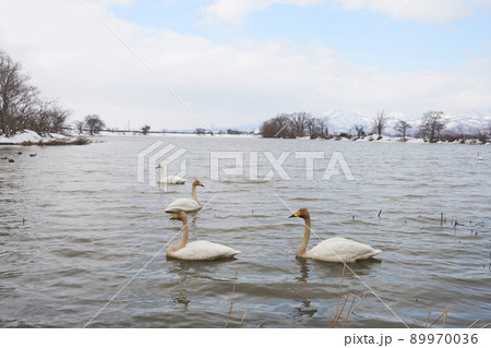 北海道の春に訪れるハクチョウ 89970036