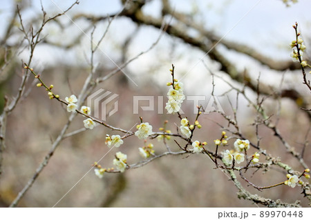 白梅の花 89970448