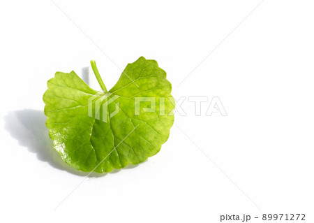 Fresh leaf of gotu kola Fresh leaf of gotu kola 89971272