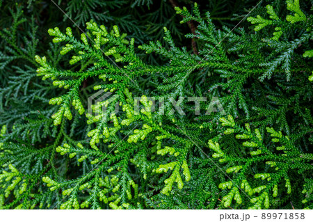 日本の美しいヒバの葉 89971858