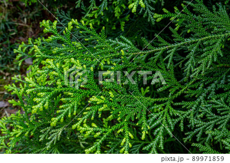 日本の美しいヒバの葉 89971859