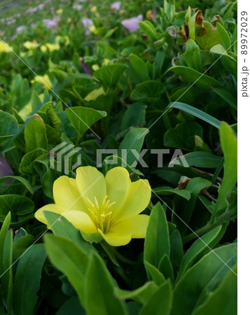神奈川県茅ケ崎市の西浜海岸で咲くコマツヨイグサの群生【5月】 神奈川県茅ケ崎市の西浜海岸で咲くコマツヨイグサの群生【5月】 89972029