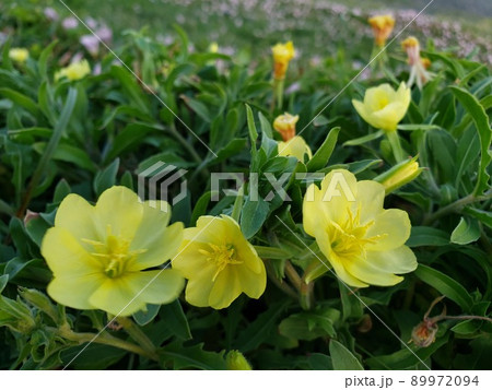 神奈川県茅ケ崎市の西浜海岸の海辺で咲くコマツヨイグサの群生【5月】 神奈川県茅ケ崎市の西浜海岸の海辺で咲くコマツヨイグサの群生【5月】 89972094
