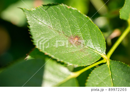 バラの黒星病 89972203