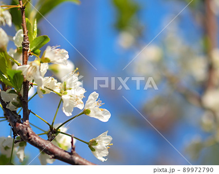 青空とスモモの花 青空とスモモの花 89972790
