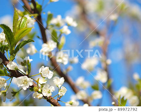 青空とスモモの花 青空とスモモの花 89972792