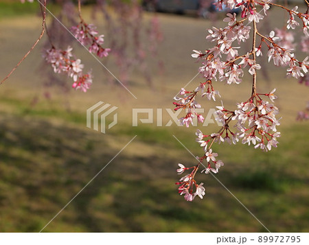 シダレザクラの花のアップ 89972795