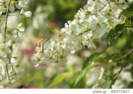 White Flower Prunus avium, In The Spring, Close Up, Blue Sky As Backgraund 89972847