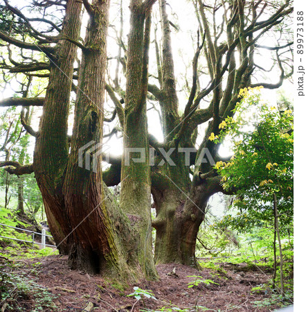 高森殿の杉 89973188