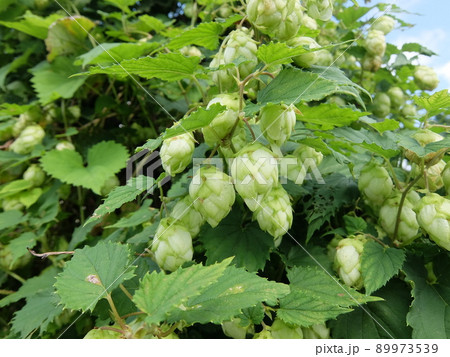 カラハナソウ2 89973539