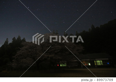 久保山のヤマザクラ、夜 89973709