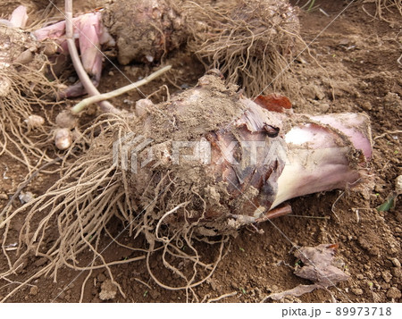 収穫後の里芋畑 89973718