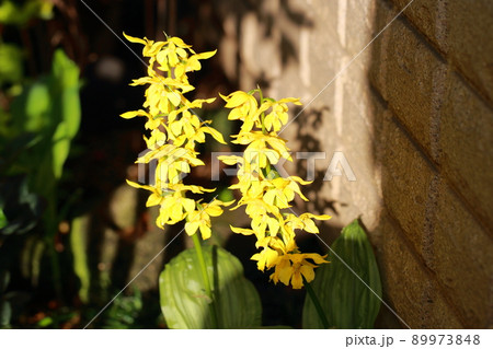 キエビネ キエビネ 89973848