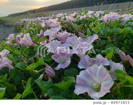 神奈川県茅ケ崎市の西浜に咲くハマヒルガオの群生【5月】 89973855