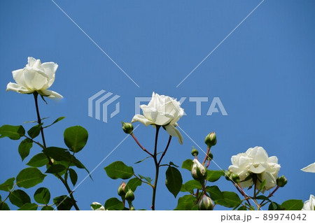 5月 薔薇の香りに包まれた快晴の茨城県フラワーパーク 満開の薔薇の花が咲く風景 アップ・イメージ 5月 薔薇の香りに包まれた快晴の茨城県フラワーパーク 満開の薔薇の花が咲く風景 アップ・イメージ 89974042