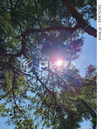 すごく晴れてピンクに見える太陽！綺麗だよね！ 89974262