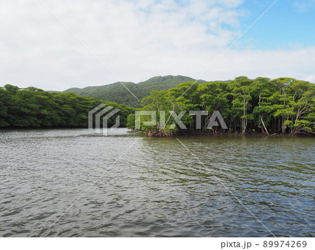 西表島　マングローブクルーズ 89974269