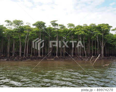 西表島　仲間川のマングローブ林 89974270