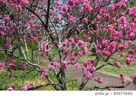 キクモモの花 89974666