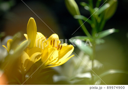 いつか見たユリの花 いつか見たユリの花 89974900