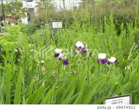 ジャーマンアイリスの立派な紫色の垂れの付いた白い花 ジャーマンアイリスの立派な紫色の垂れの付いた白い花 89974922
