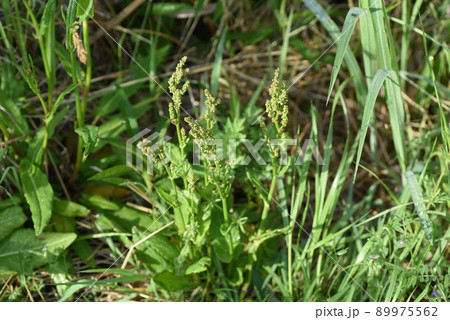 スイバの花 89975562