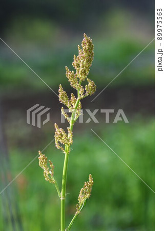 スイバの花 89975563