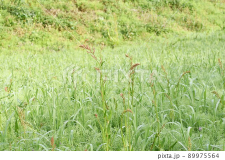 スイバの花 89975564