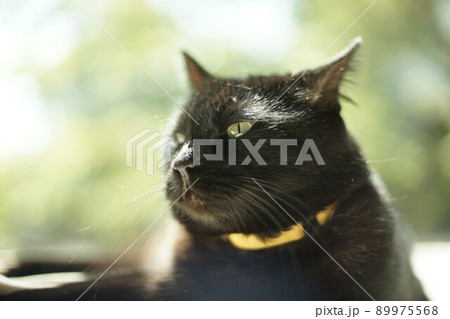 新緑を背景に寝転ぶ黒猫 89975568