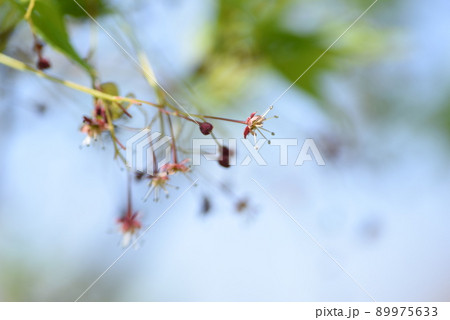 モミジの花と翼果 89975633