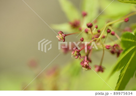 モミジの花と翼果 89975634