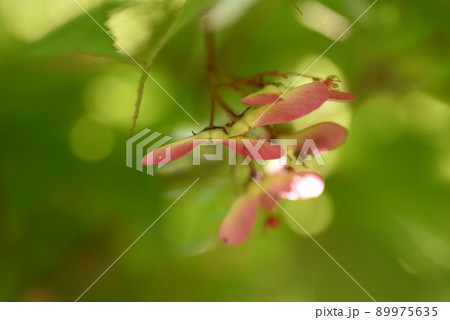 モミジの花と翼果 89975635