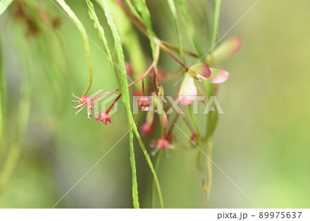 モミジの花と翼果 89975637