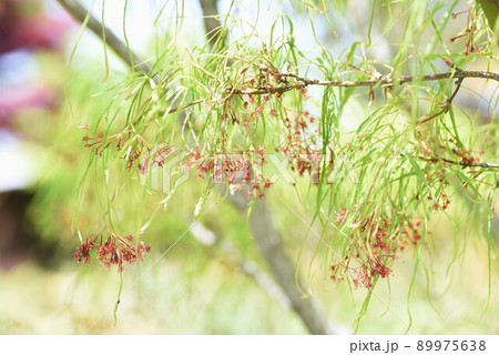 モミジの花と翼果 89975638