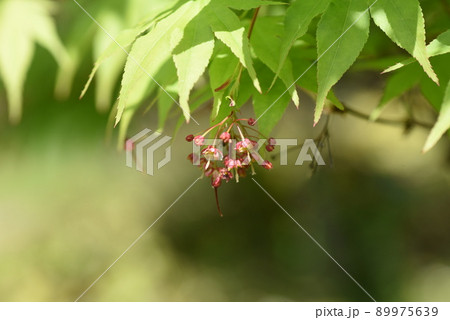 モミジの花と翼果 89975639