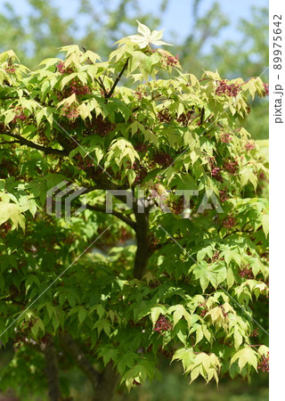 モミジの花と翼果 89975642