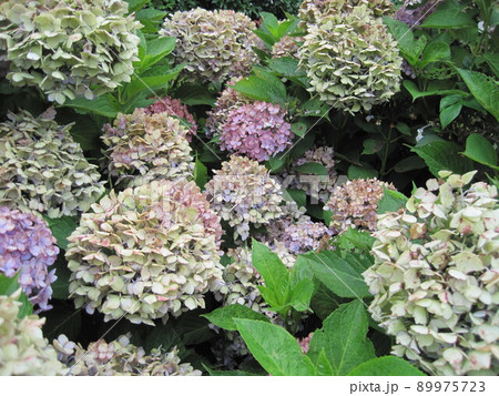 枯れ始めた紫陽花 枯れ始めた紫陽花 89975723