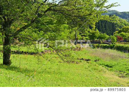 日本100名城・一乗谷城 89975803