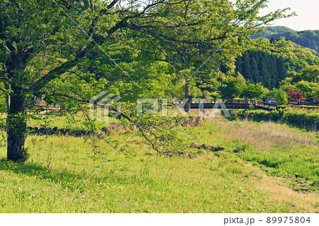 日本100名城・一乗谷城 89975804