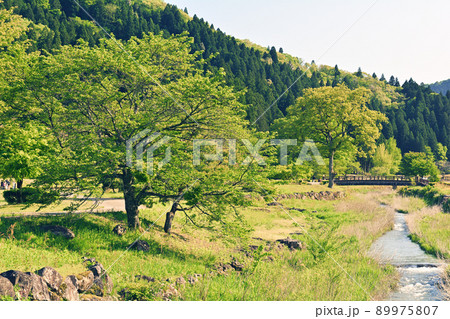 日本100名城・一乗谷城 89975807